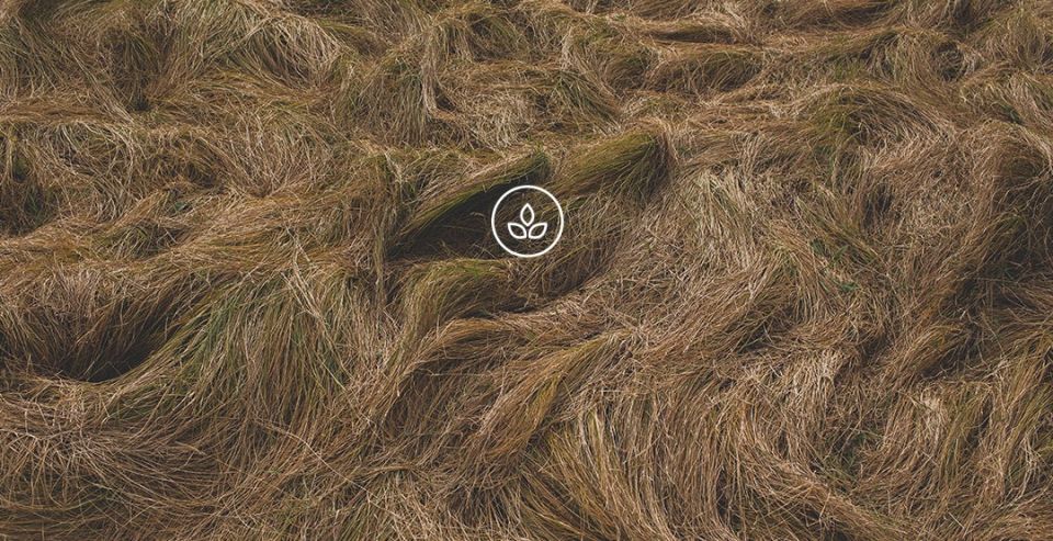 BeWooden - wooden bow tie Virilem produced sustainably