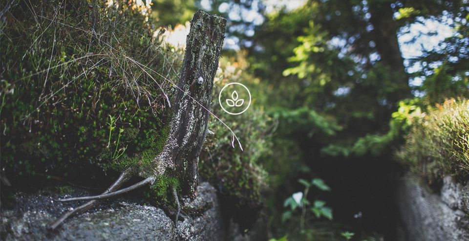 BeWooden - Eco-friendly Wooden bow ties