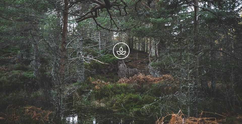 BeWooden - Sustainable products