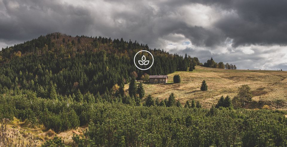 BeWooden - Eco-friendly Wooden bow ties