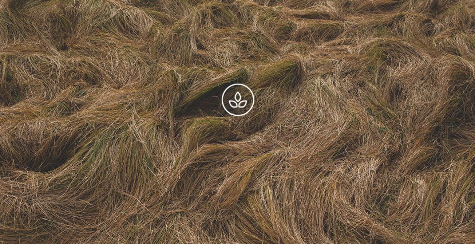 BeWooden -
