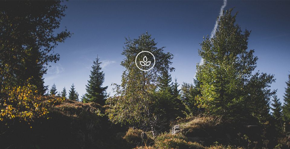 BeWooden -