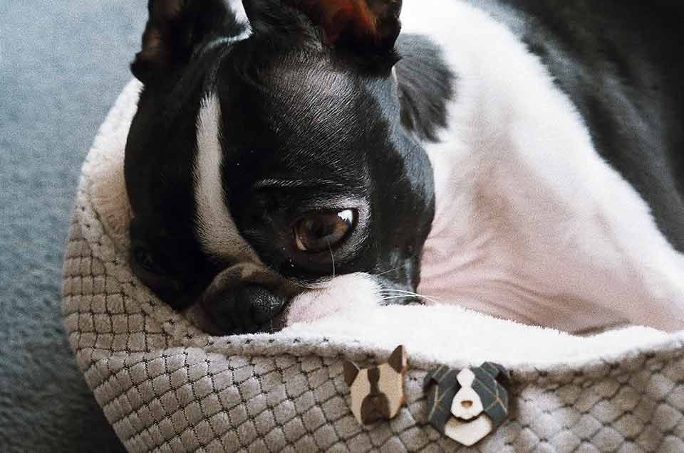 Handmade wooden dog booch made with love for nature BeWooden