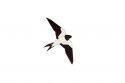 Wooden brooch Swallow Brooch