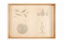 Nature Explorer's Play Chest