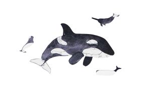 Mini Wooden Puzzle Orca – By Epipi