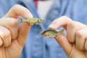 Wooden Brooch Carp – by Epipi