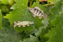 Wooden Brooch Pike– by Epipi
