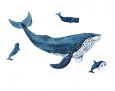 Fish and ocean