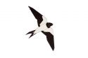 Wooden brooch Swallow Brooch