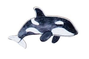 Wooden Brooch Orca – by Epipi