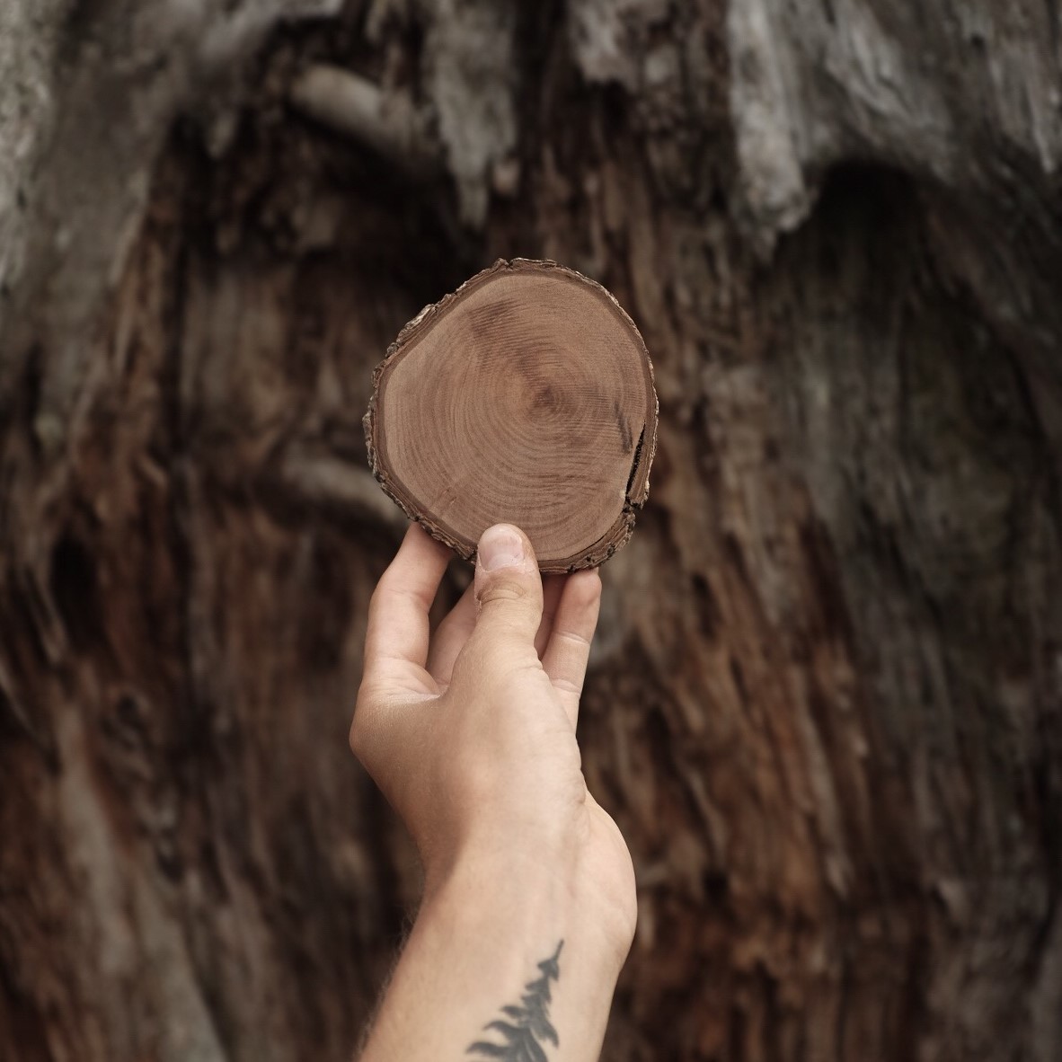 a_male_bewooden_team_members_hand_is_holding_a_piece_of_wood_in_front_of_a_tree